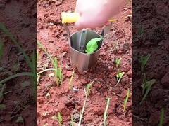 transplanter саженца